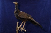 藏品(藍腹鷴)的圖片